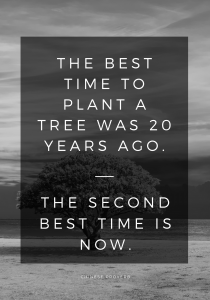 The best time to plant a tree was 20 years ago
